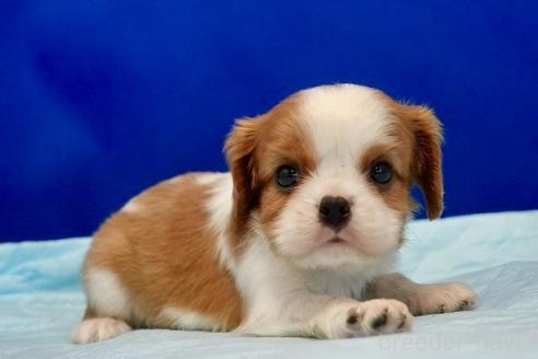 販売中の愛知県のキャバリアキングチャールズスパニエル-394890の2枚目