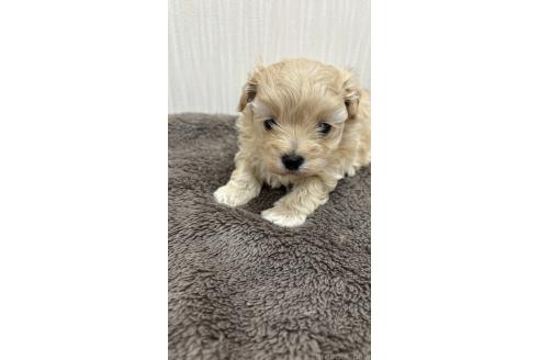 販売中の沖縄県のミックス犬-394899の5枚目