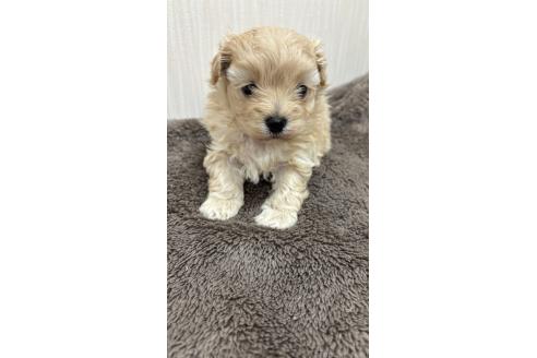 販売中の沖縄県のミックス犬-394899の4枚目