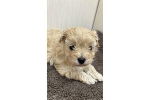 販売中の沖縄県のミックス犬-394899の3枚目