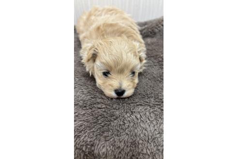 販売中の沖縄県のミックス犬-394899の2枚目