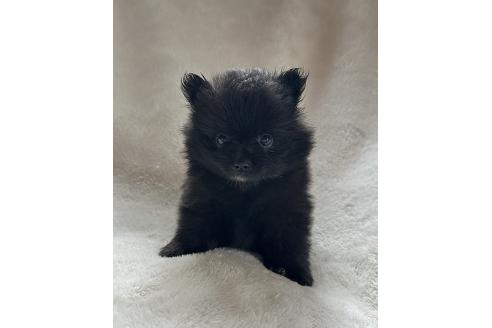 販売中の山口県のポメラニアン-394903の2枚目