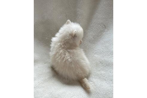 販売中の山口県のポメラニアン-394905の5枚目