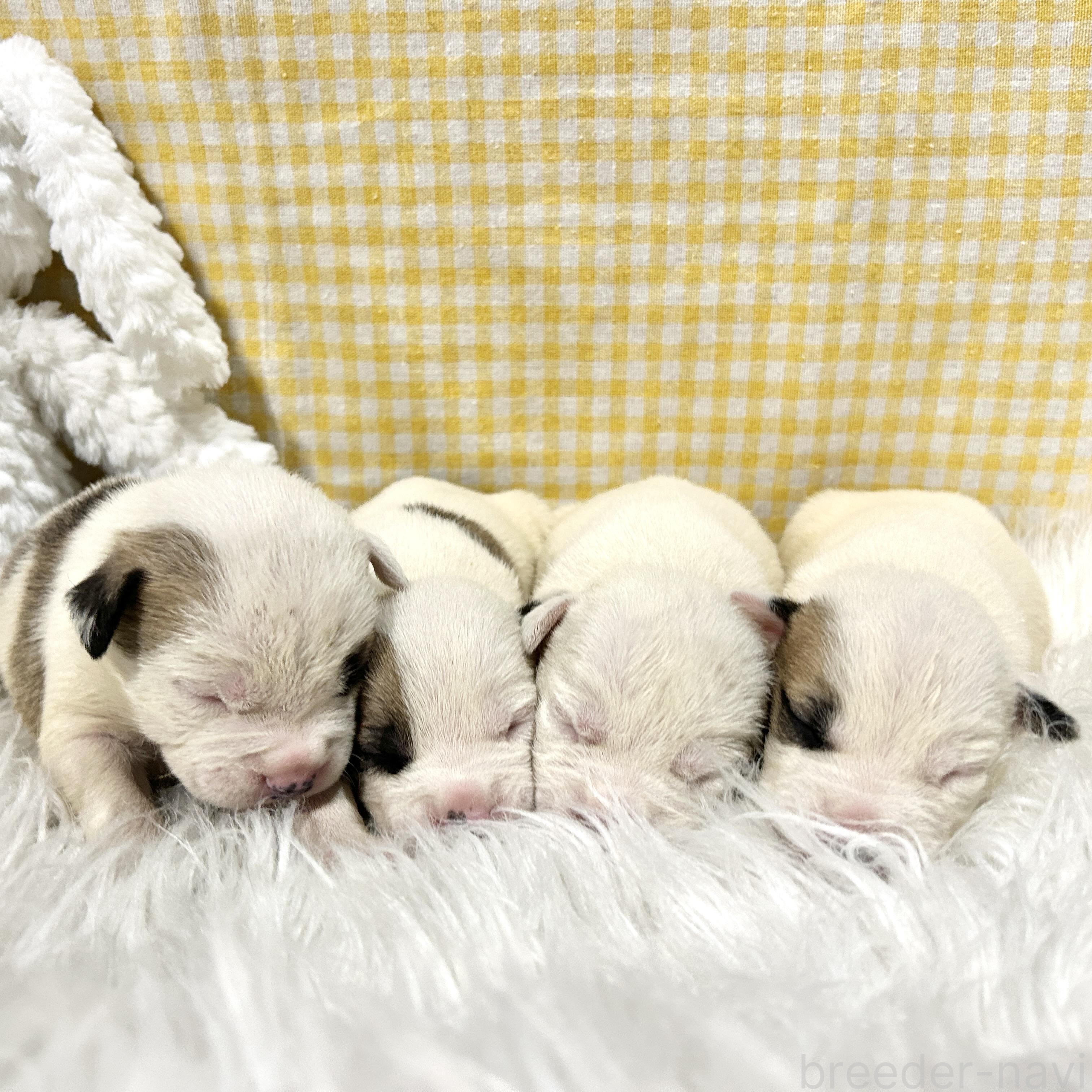 販売中の栃木県のミックス犬-394952