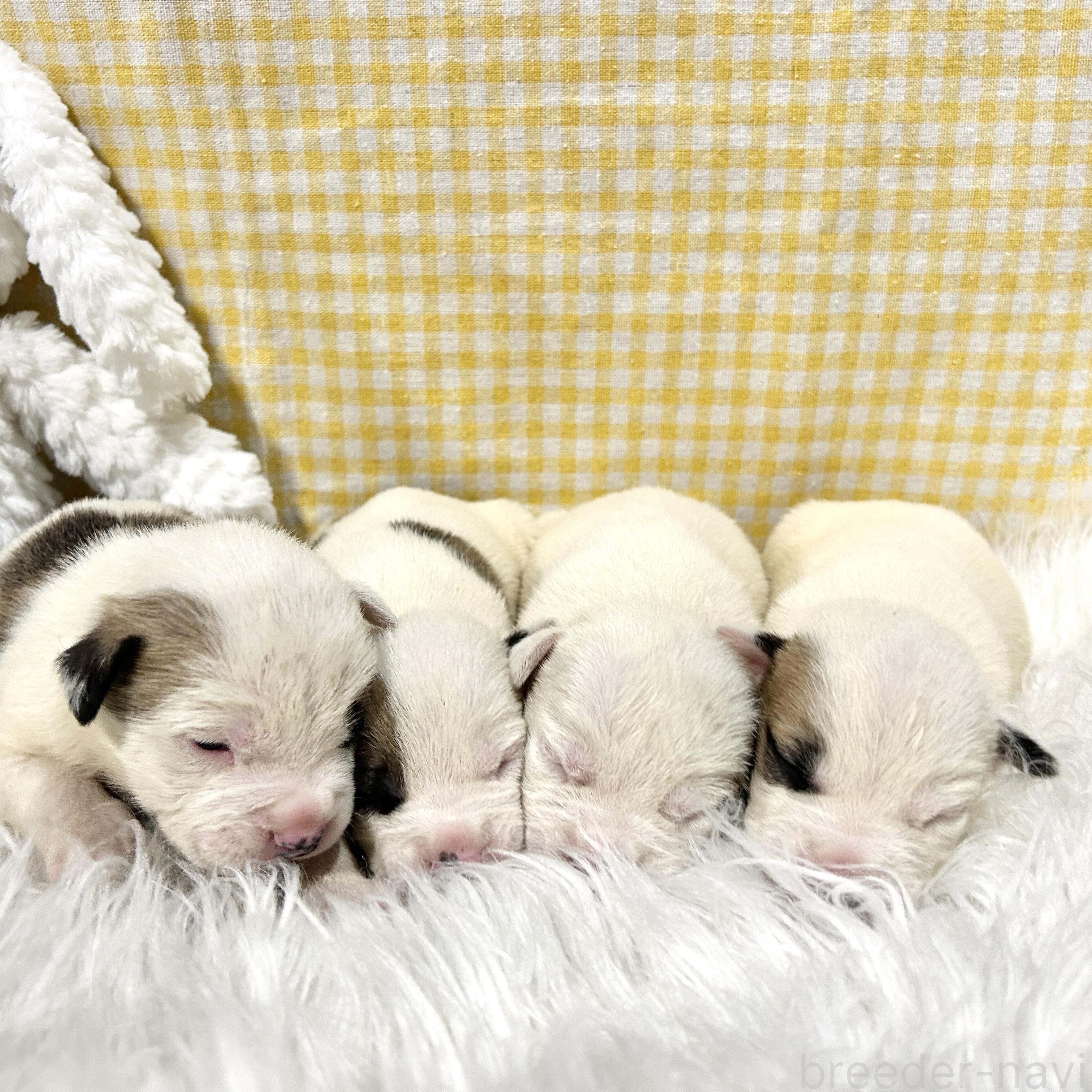 販売中の栃木県のミックス犬-394952の10枚目