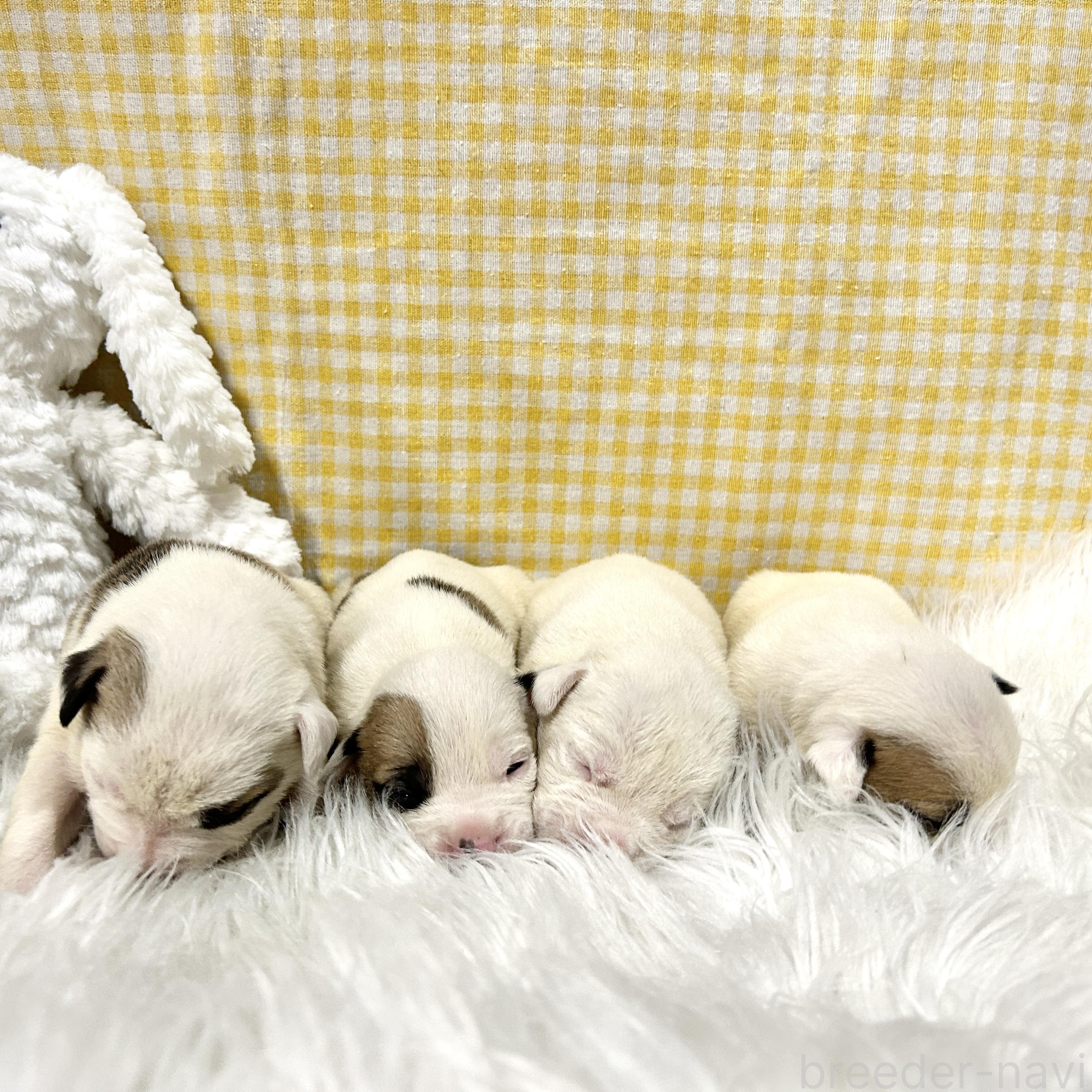 販売中の栃木県のミックス犬-394952の9枚目