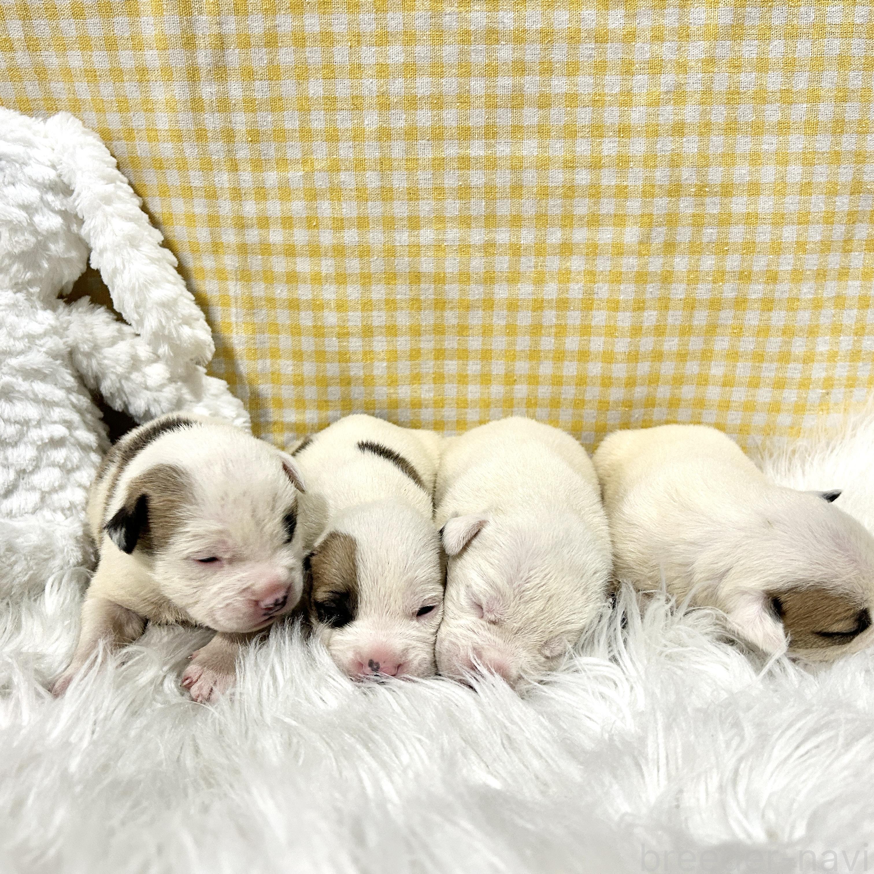販売中の栃木県のミックス犬-394952の8枚目