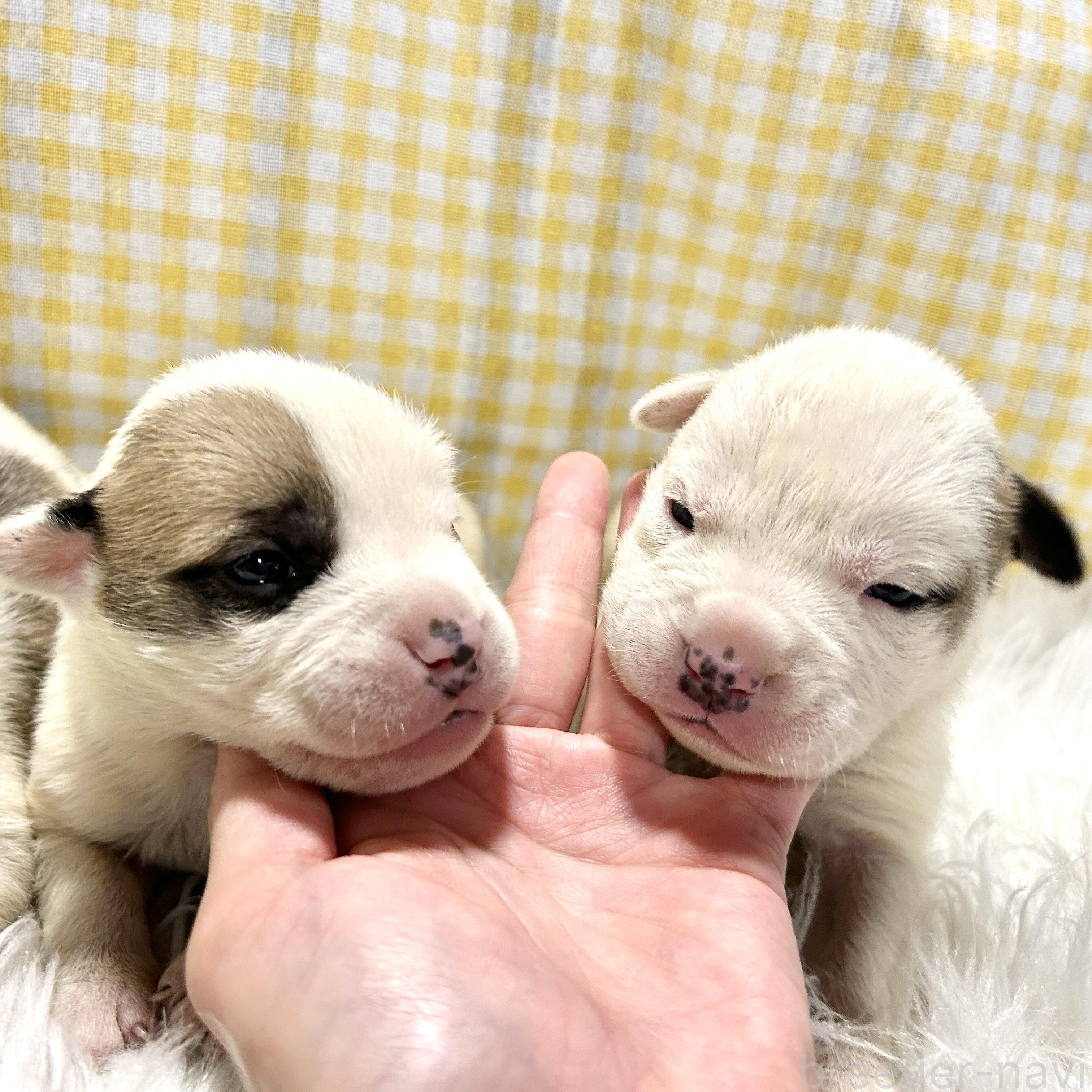 販売中の栃木県のミックス犬-394952の7枚目