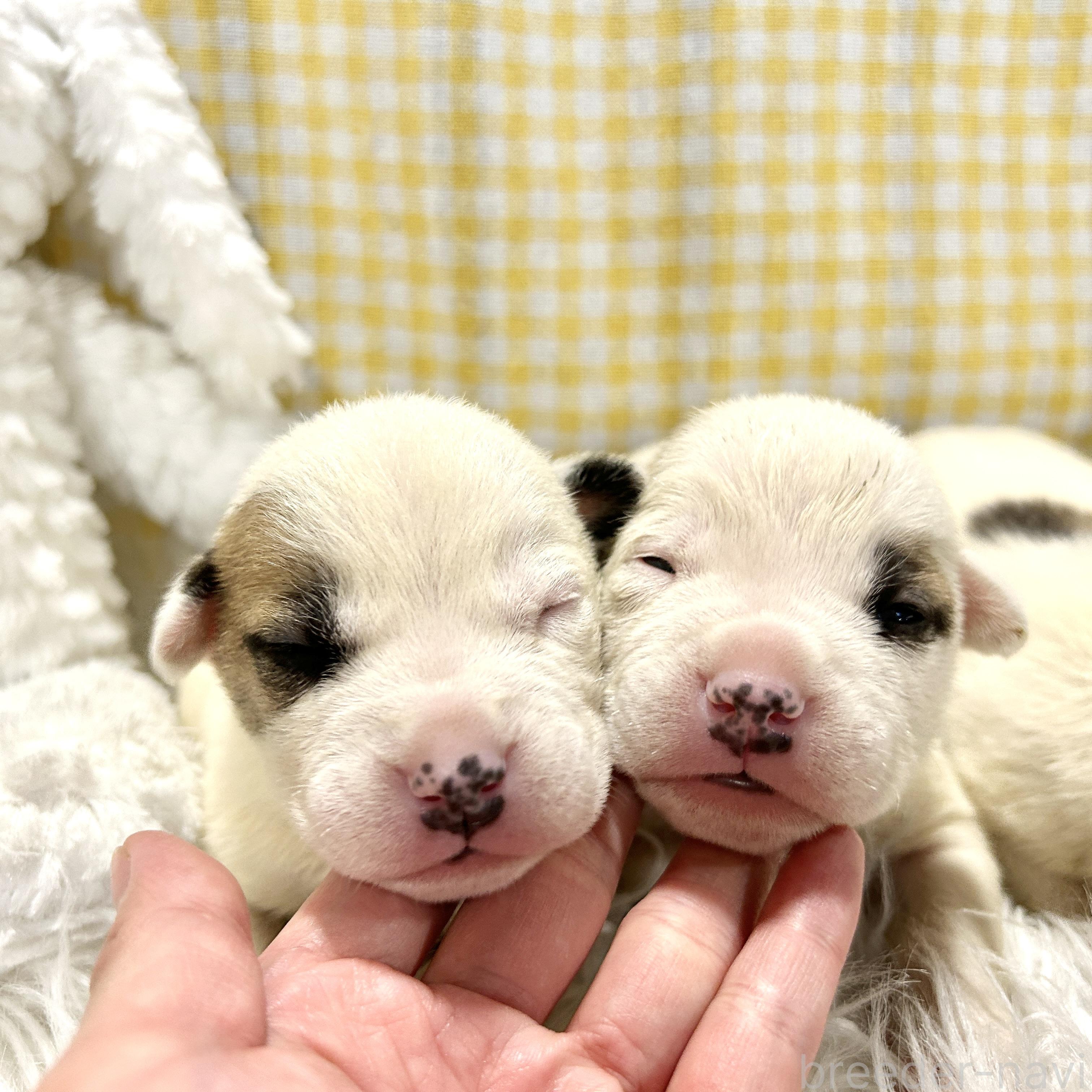 販売中の栃木県のミックス犬-394952の6枚目