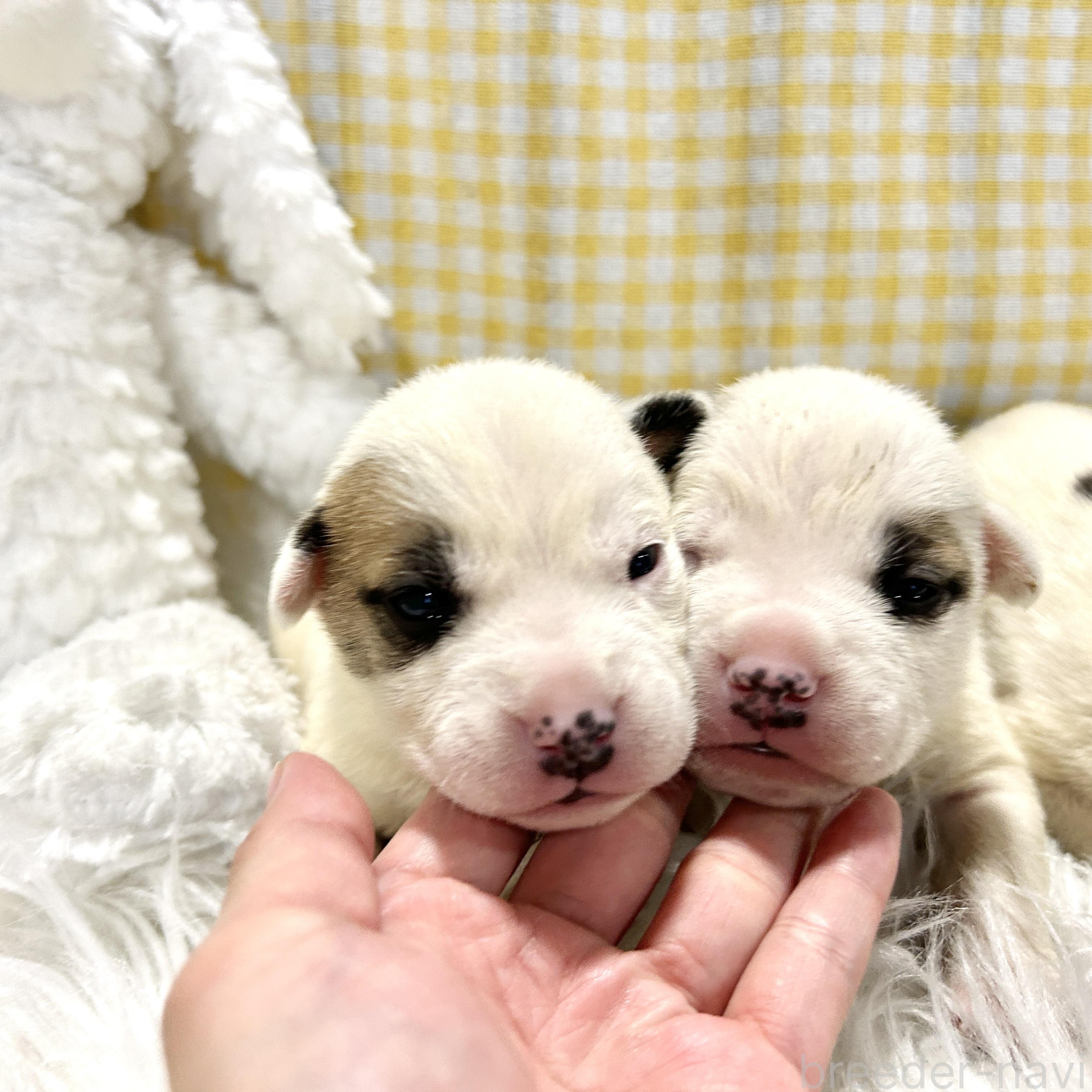 販売中の栃木県のミックス犬-394952の5枚目