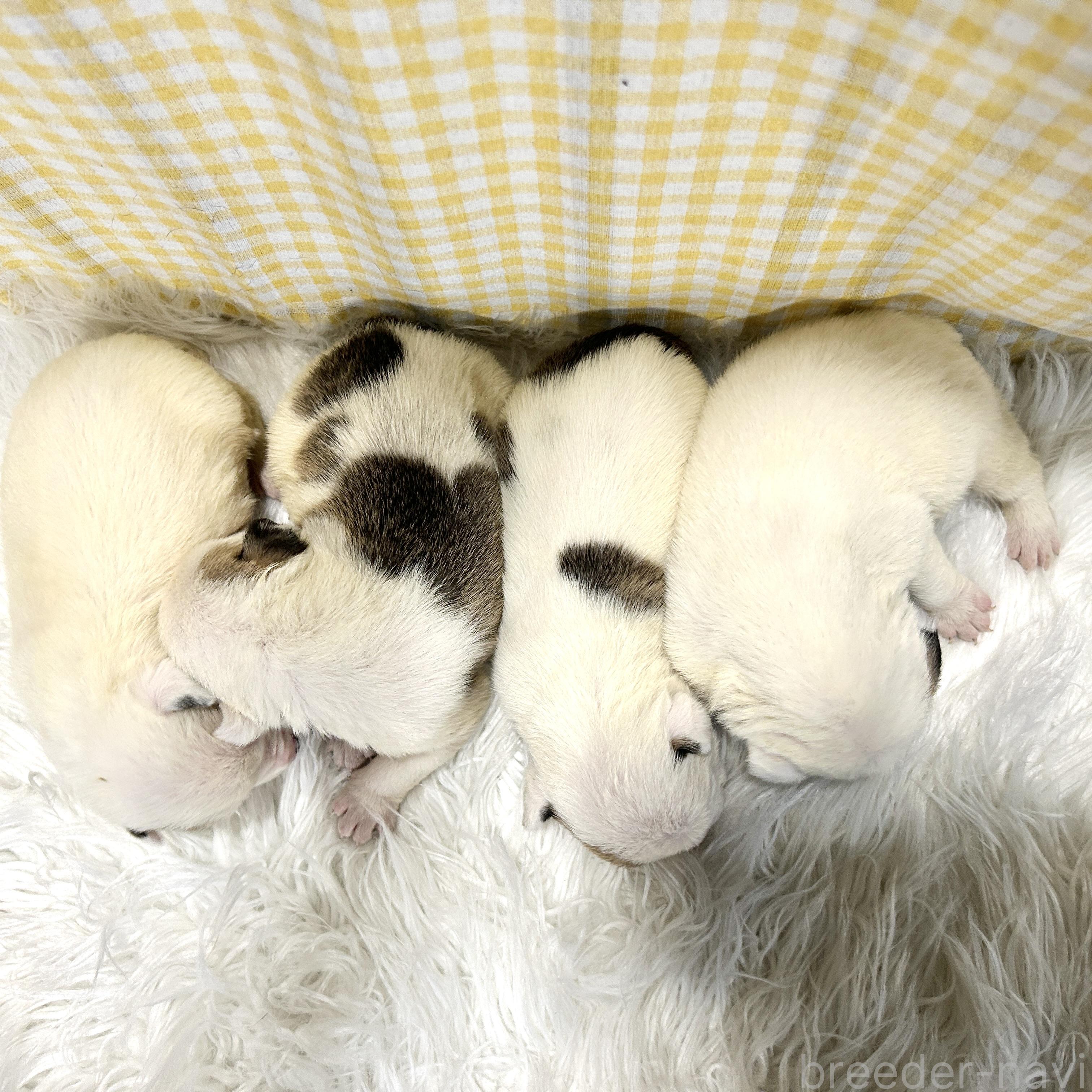 販売中の栃木県のミックス犬-394952の4枚目