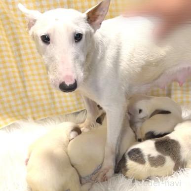 販売中の栃木県のミックス犬-394952の3枚目
