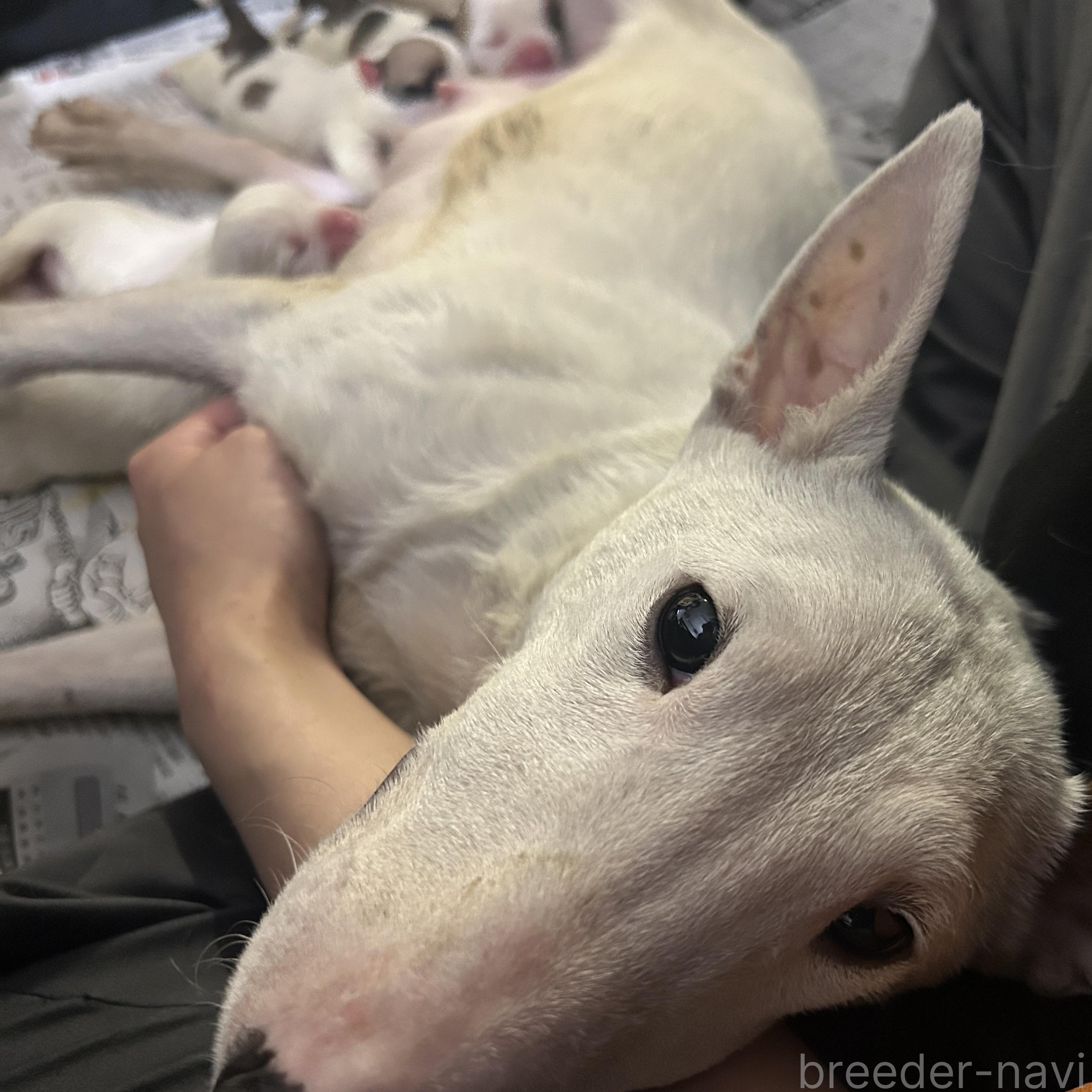 販売中の栃木県のミックス犬-394952の2枚目