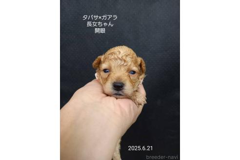 販売中の大阪府のタイニープードル-392217の5枚目