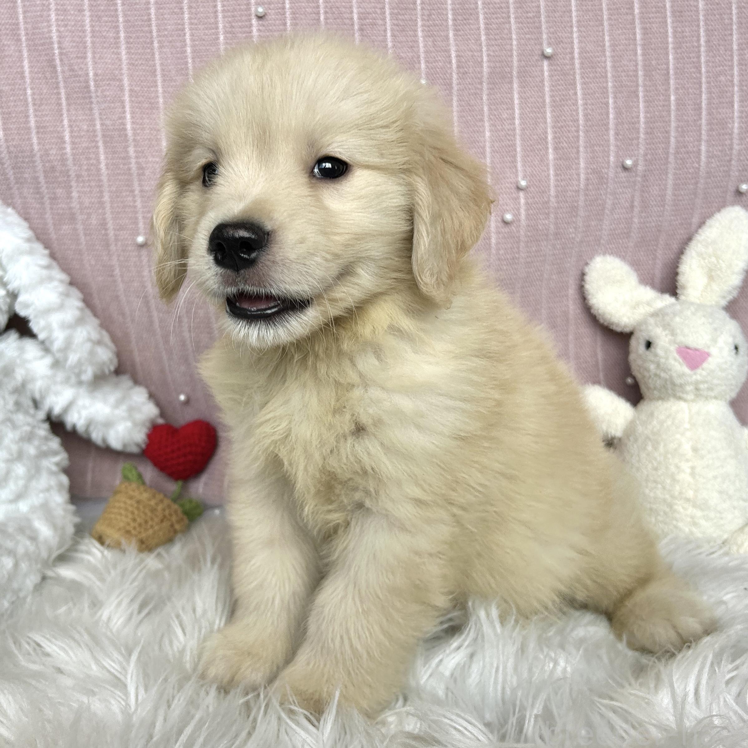 販売中の栃木県のゴールデンレトリーバー-391685の12枚目