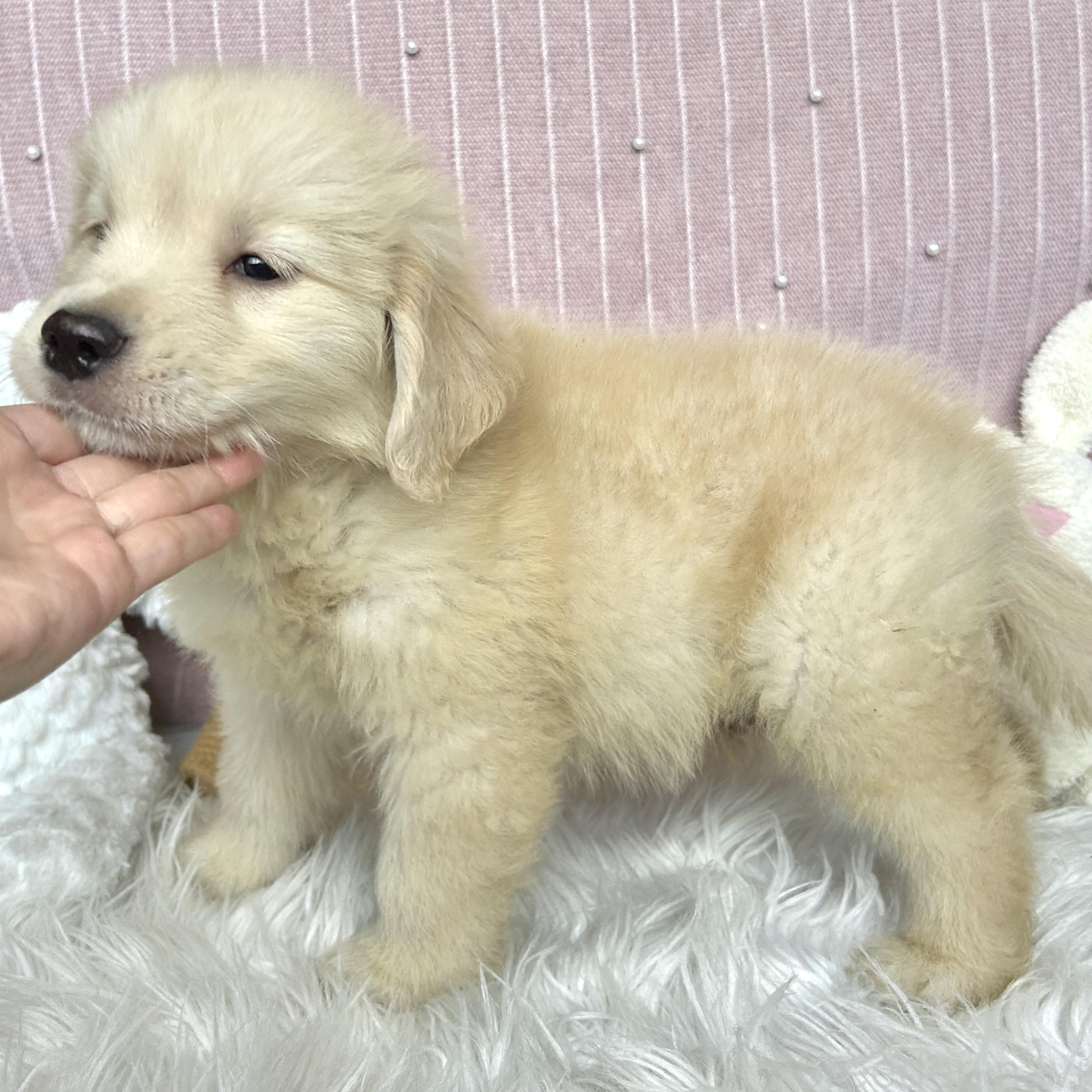 販売中の栃木県のゴールデンレトリーバー-391685の11枚目