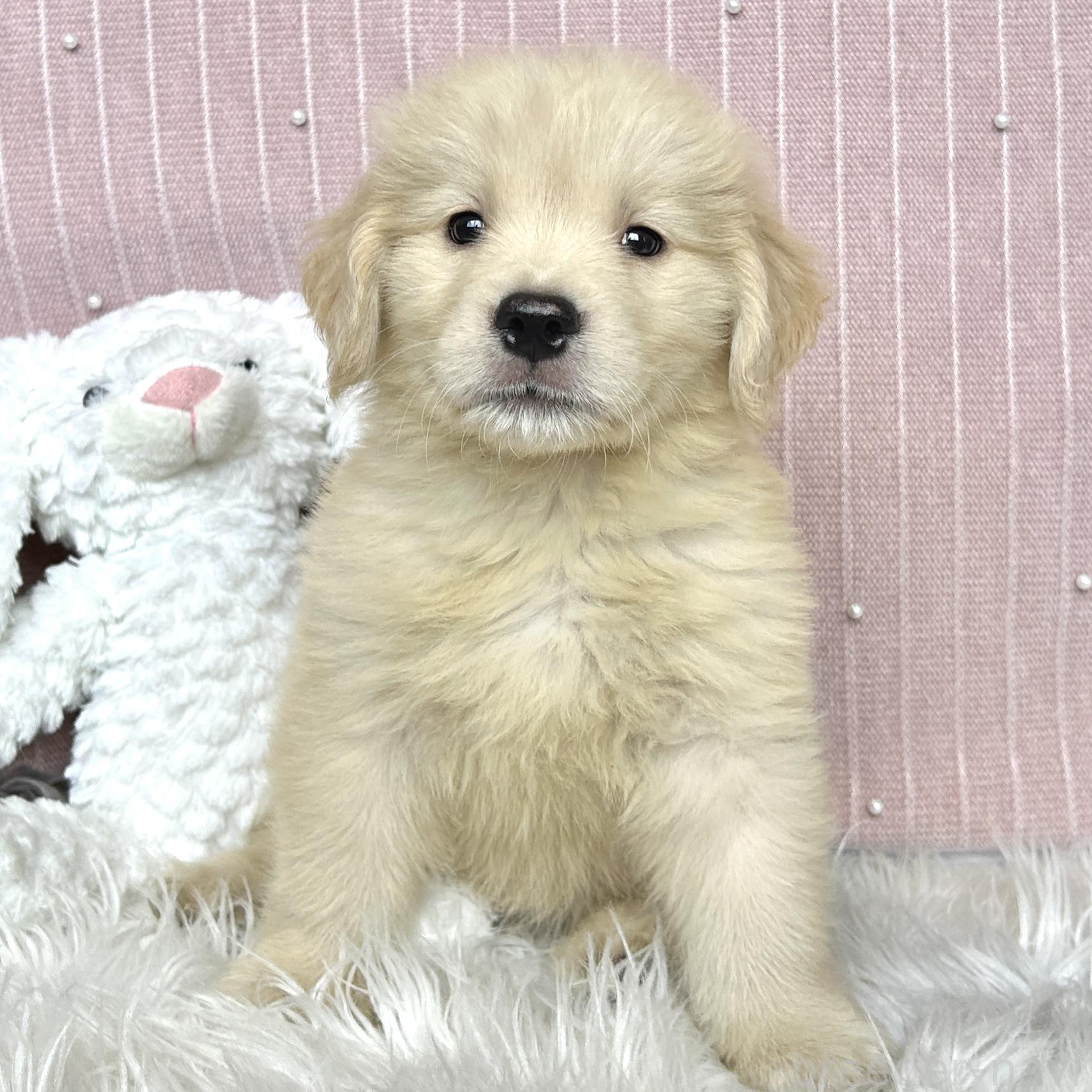 販売中の栃木県のゴールデンレトリーバー-391685
