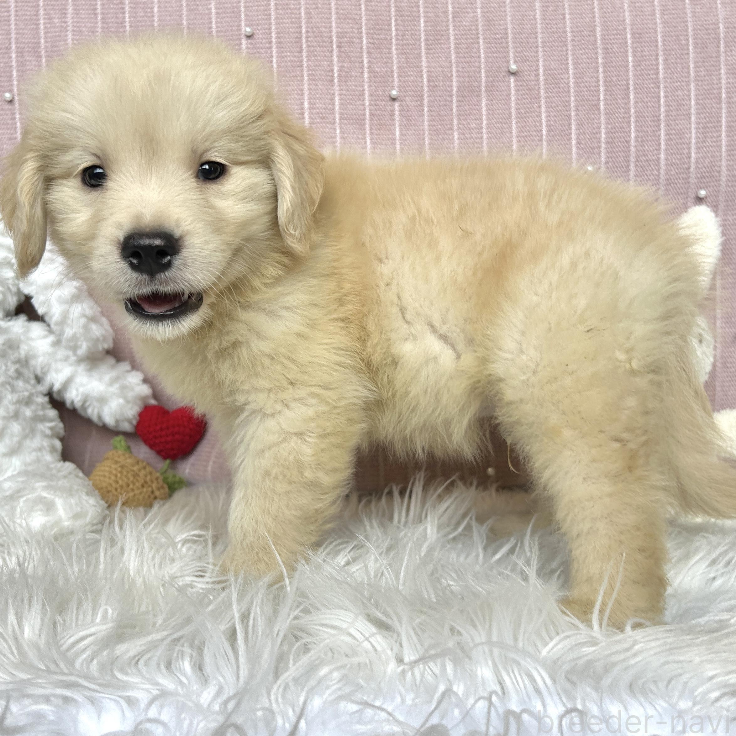 販売中の栃木県のゴールデンレトリーバー-391685の9枚目