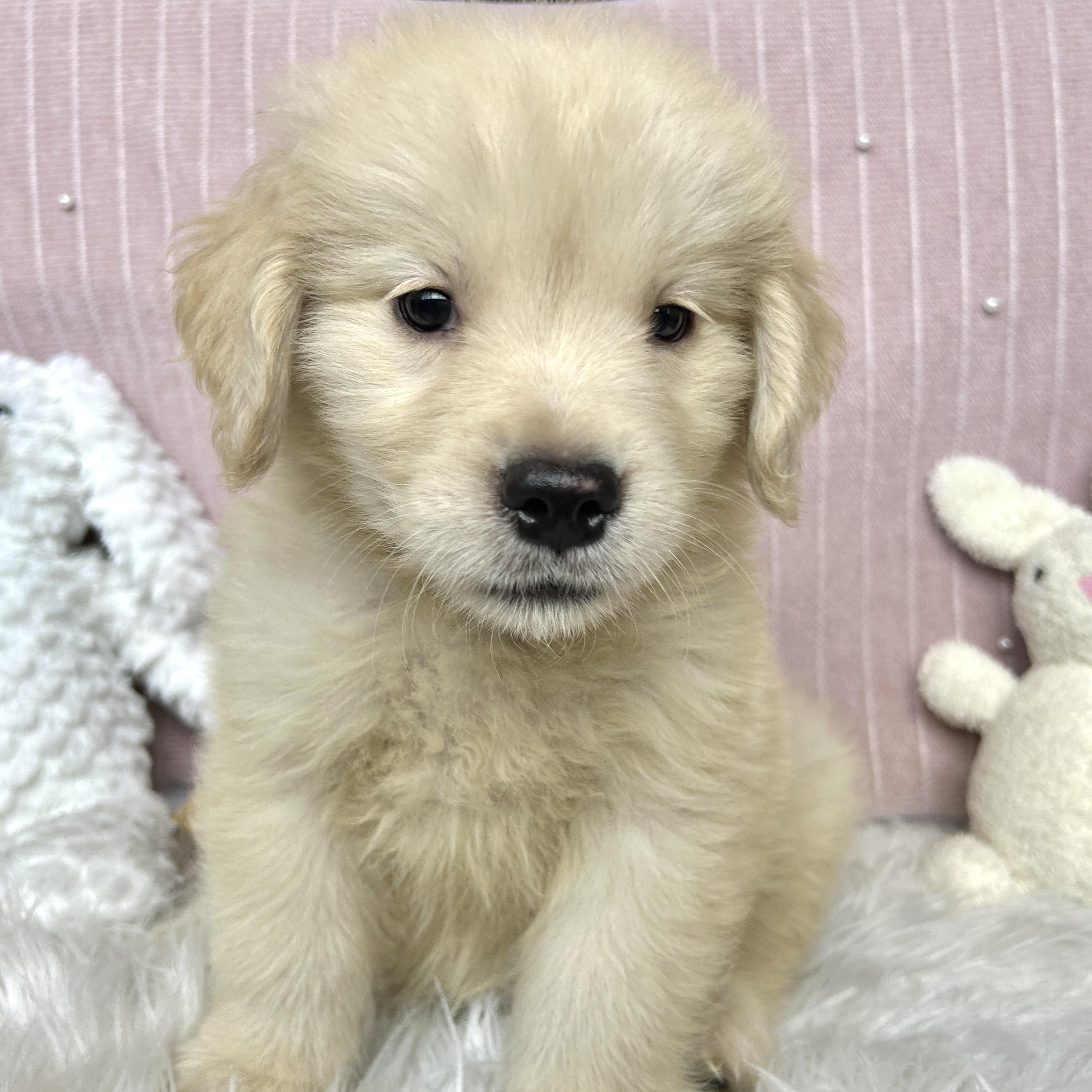 販売中の栃木県のゴールデンレトリーバー-391685の8枚目