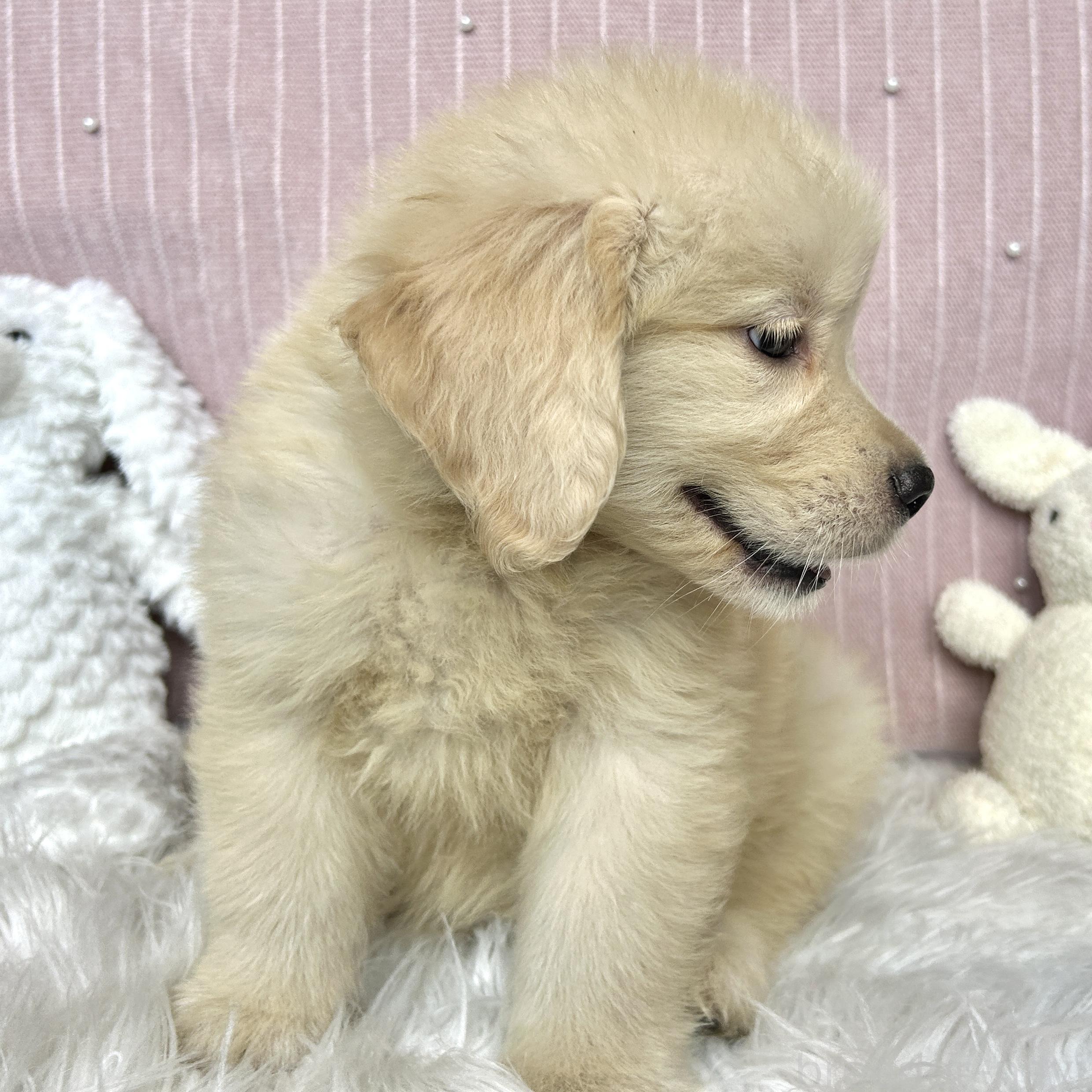 販売中の栃木県のゴールデンレトリーバー-391685の7枚目