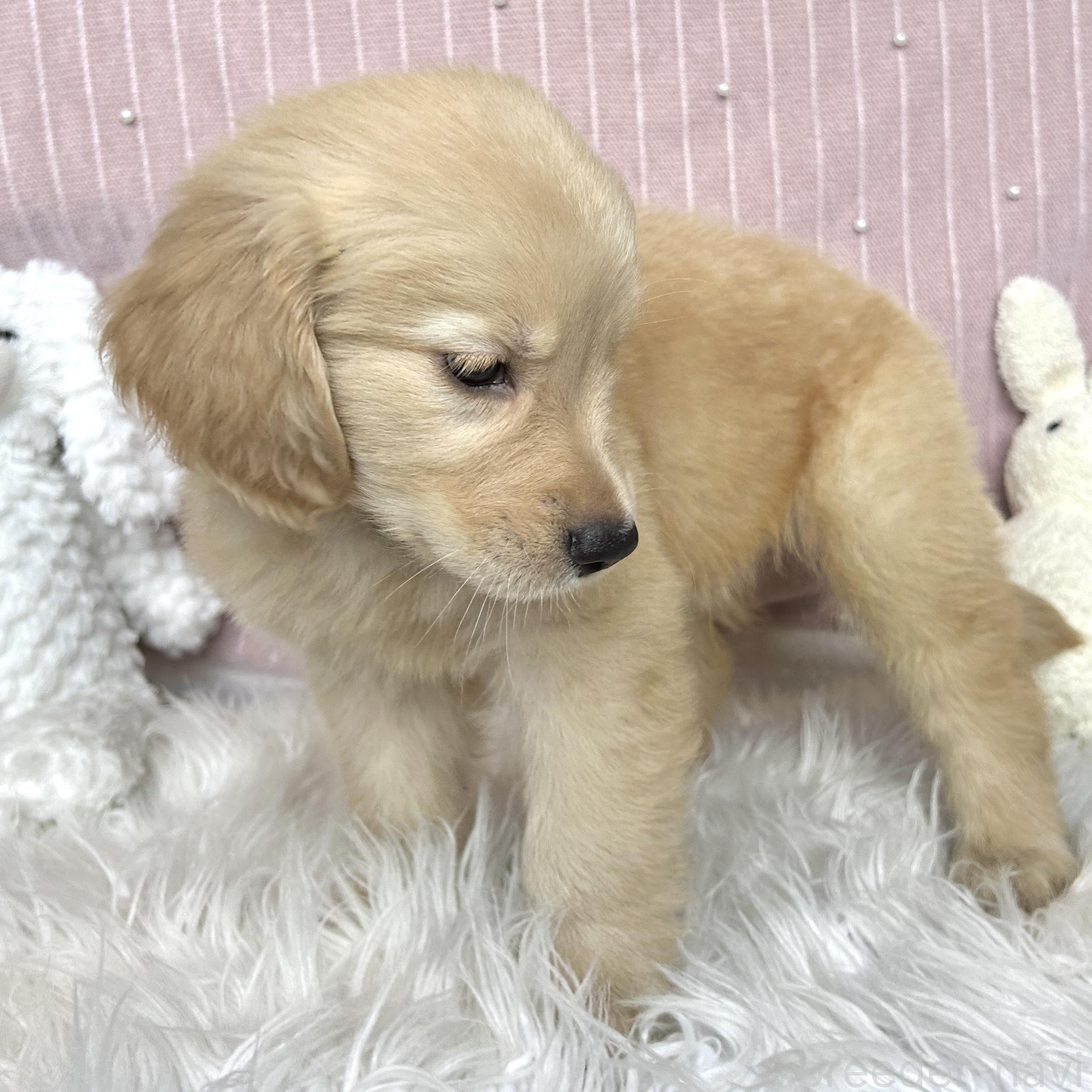 販売中の栃木県のゴールデンレトリーバー-391686の13枚目