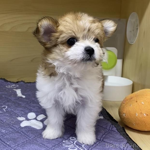 成約済の東京都のミックス犬-392354の3枚目