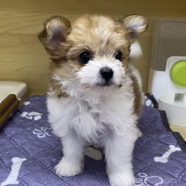 成約済の東京都のミックス犬-392354の4枚目