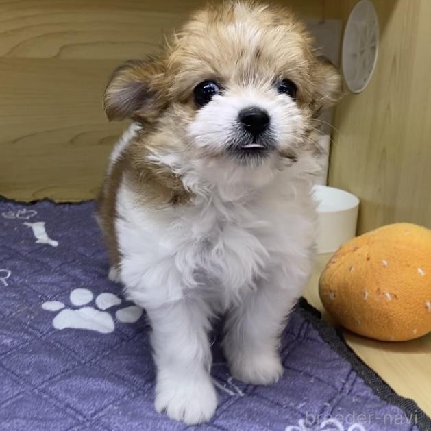 販売中の東京都のミックス犬-392354