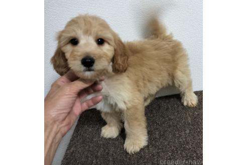販売中の岐阜県のミックス犬-394935の1枚目