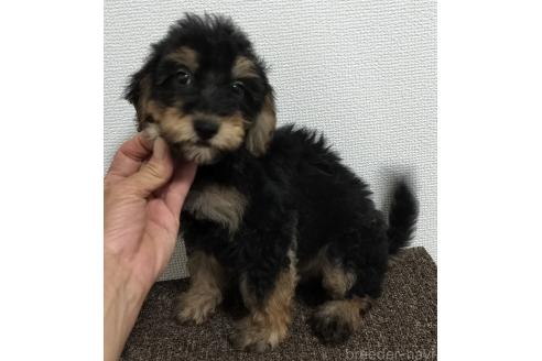 販売中の岐阜県のミックス犬-394936の1枚目