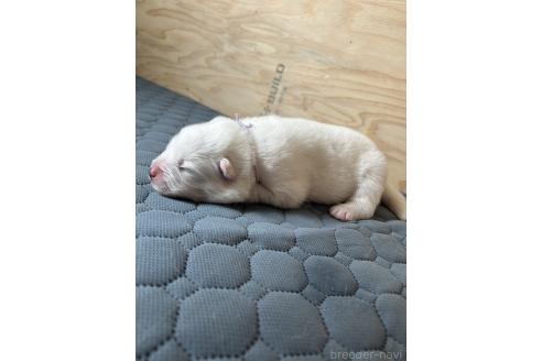 販売中の北海道のサモエド-394944の3枚目