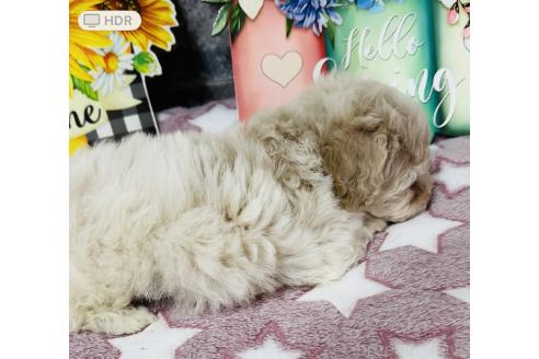 販売中の兵庫県のビションプー:ビションフリーゼ×トイプードル-394945の2枚目