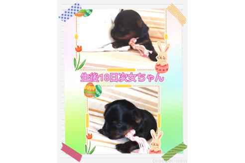 販売中の千葉県のヨークシャーテリア-393601の8枚目