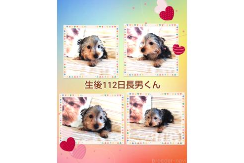 販売中の千葉県のヨークシャーテリア-375849の14枚目