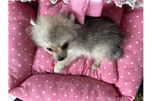 販売中の神奈川県のポメラニアン-388194の3枚目