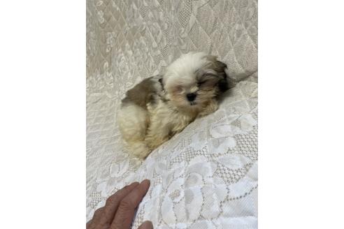 販売中の茨城県のマルシーズー:マルチーズ×シーズー-394957の4枚目