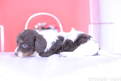 販売中の愛知県のミニチュアダックスフンド(ロングヘアード)-394956の5枚目