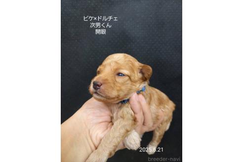 販売中の大阪府のタイニープードル-392216の5枚目