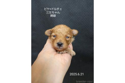 販売中の大阪府のタイニープードル-392215の5枚目