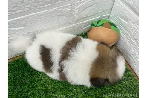 販売中の茨城県のミックス犬-387908の33枚目
