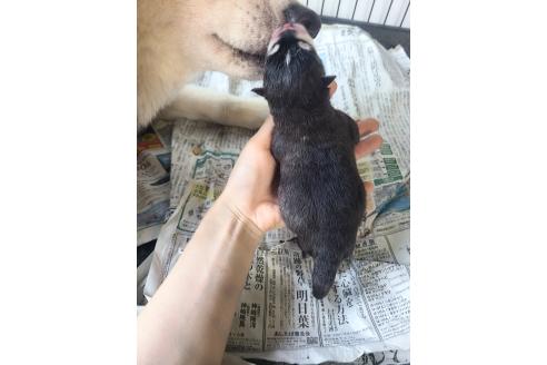 販売中の東京都のミックス犬-394985の3枚目