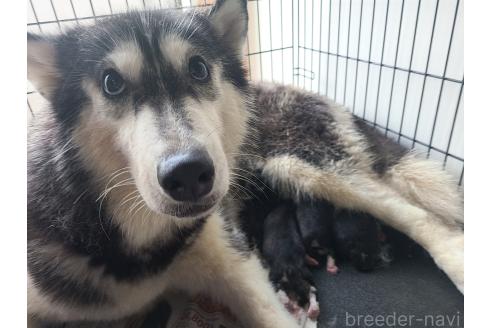 販売中の東京都のミックス犬-394991の6枚目