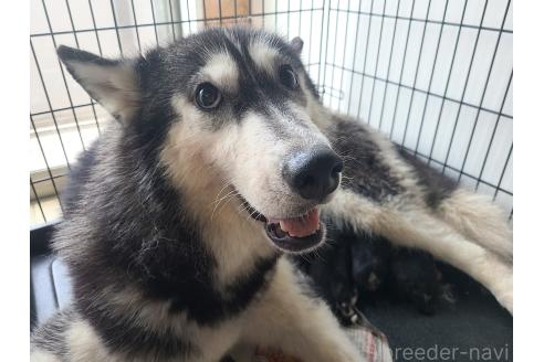 販売中の東京都のミックス犬-394991の5枚目