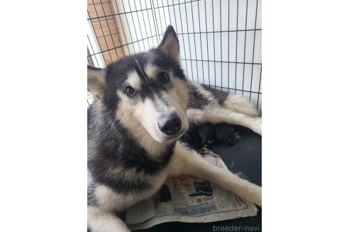 販売中の東京都のミックス犬-394991の4枚目
