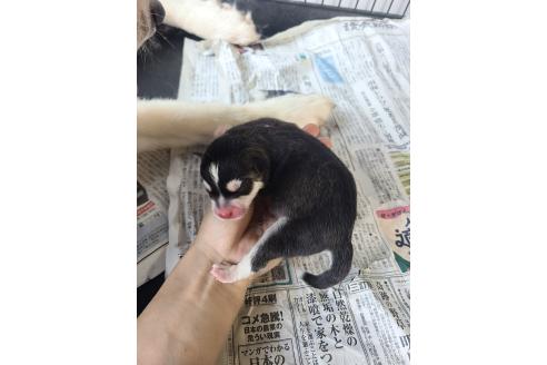 販売中の東京都のミックス犬-394991の3枚目