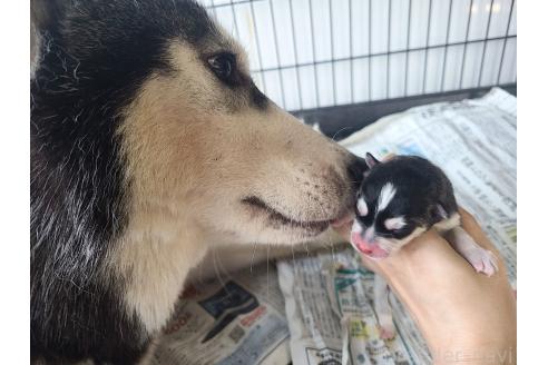 販売中の東京都のミックス犬-394991の2枚目