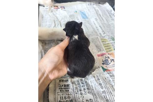 販売中の東京都のミックス犬-394992の6枚目