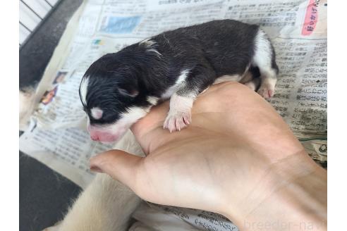 販売中の東京都のミックス犬-394992の5枚目