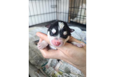 販売中の東京都のミックス犬-394992の4枚目