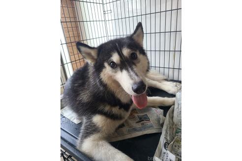 販売中の東京都のミックス犬-394992の3枚目